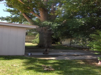 1418 Sandhurst,Dalhart,Hartley,Texas,United States 79022,3 Bedrooms Bedrooms,2 BathroomsBathrooms,Single Family Home,Sandhurst,1143