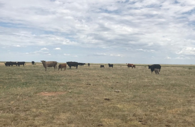 FM 296,Texline,Dallam,Texas,United States 79087,Undeveloped Property,FM 296,1144