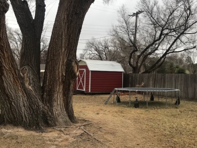 1219 Conlen Avenue,Dalhart,Hartley,Texas,United States 79022,3 Bedrooms Bedrooms,1.75 BathroomsBathrooms,Single Family Home,Conlen Avenue,1161